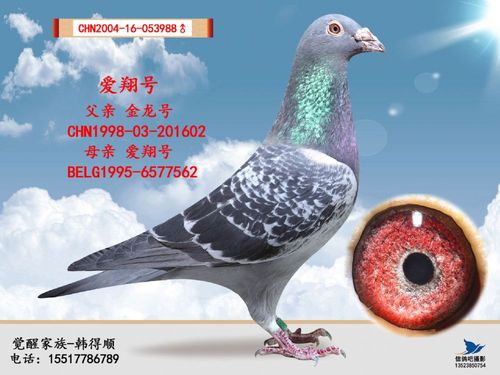 中鸽信息网中国信鸽网